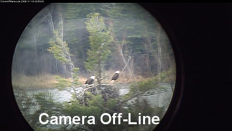 Eagle WebCam - Presque Isle, Maine