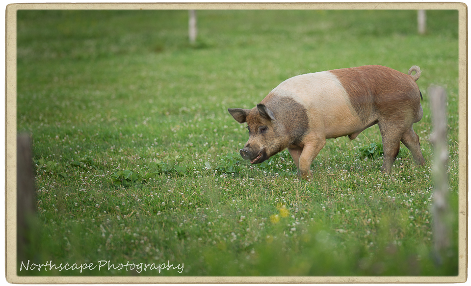 pig on an amish farm in Maine