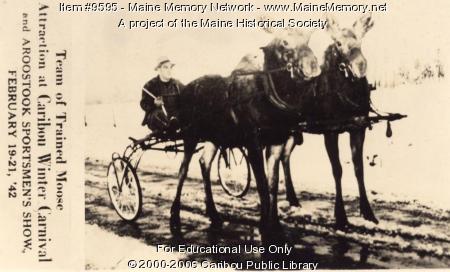 Team of Trained Moose in Caribou, Maine