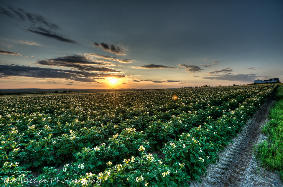 Maine Potato Blossoms at Sunset