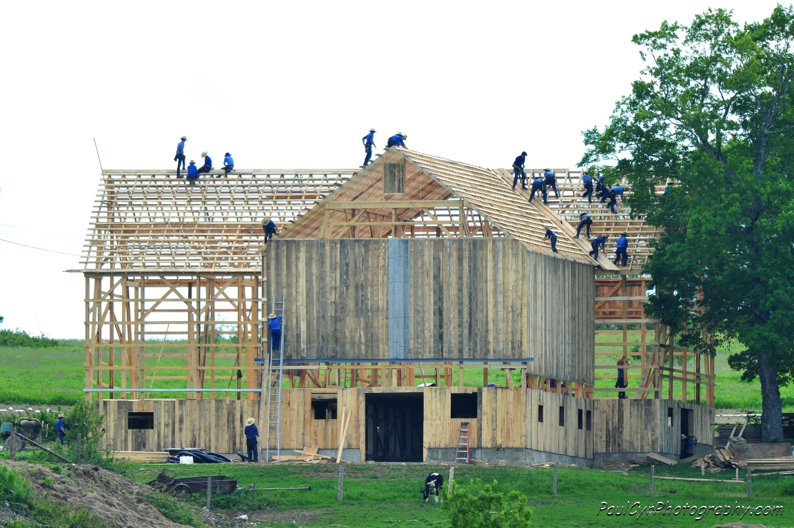 amish barn raising 4