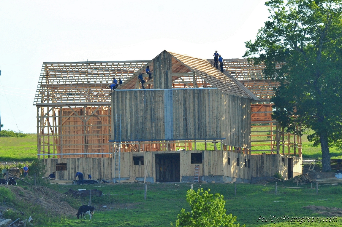 amish barn raising 4