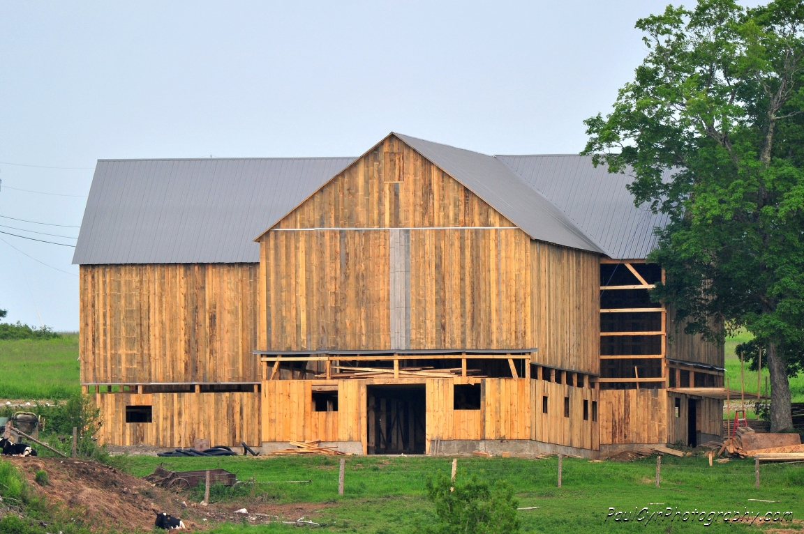 amish barn raising 4