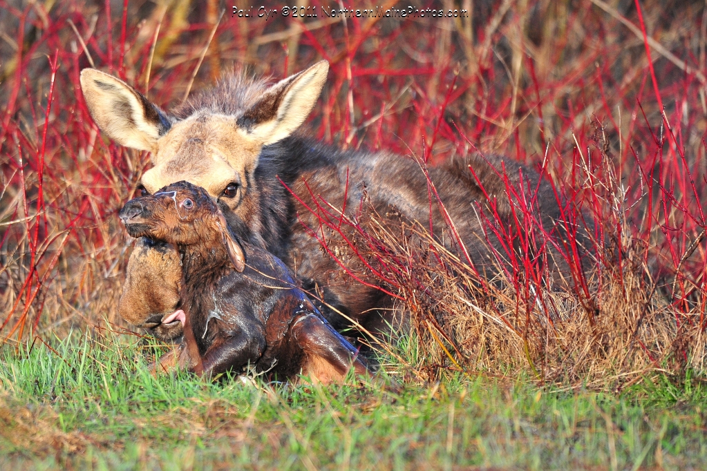 baby moose