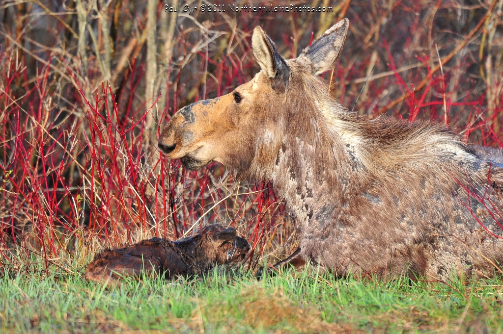 baby moose