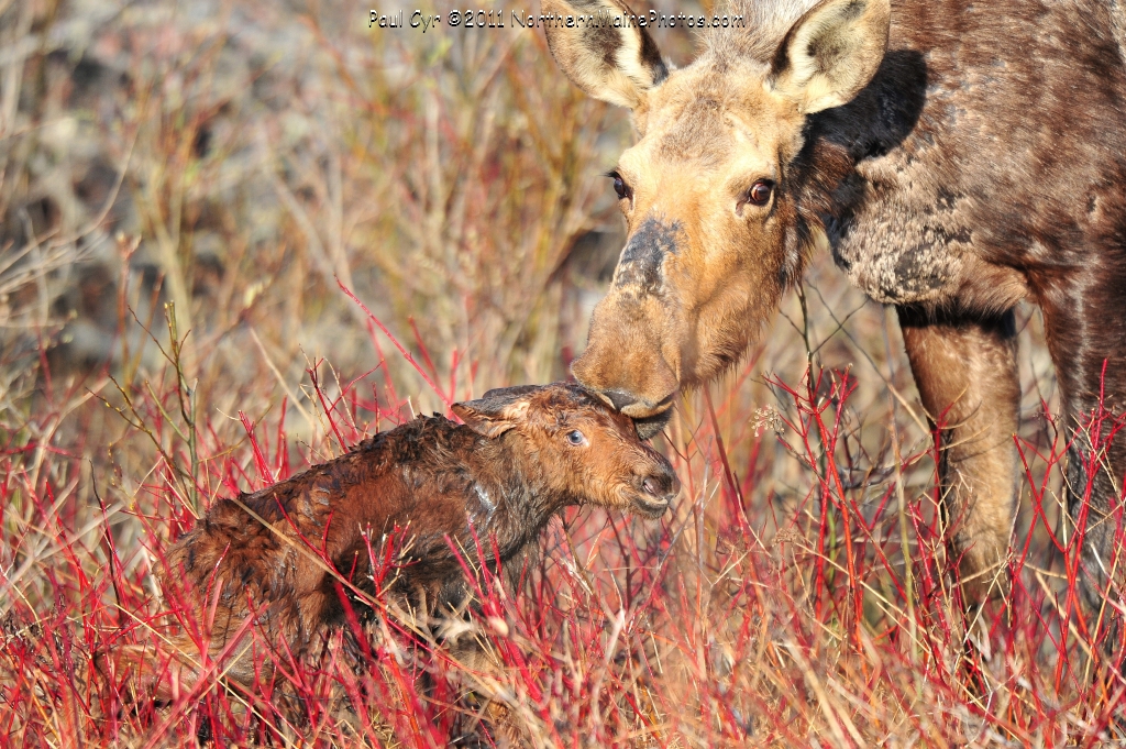 baby moose