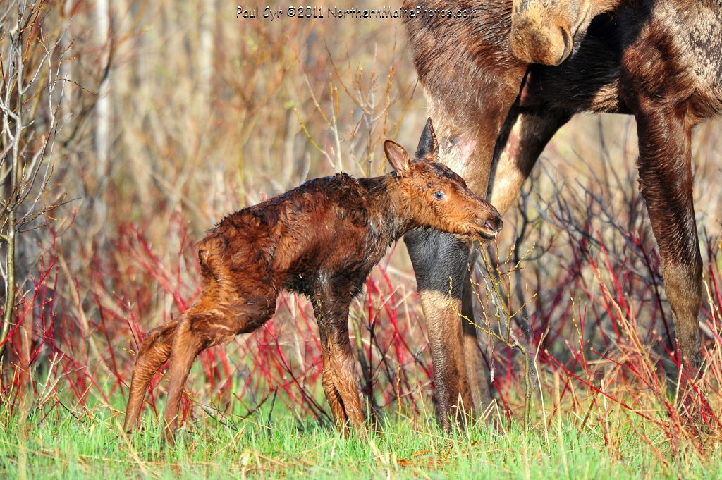 baby moose