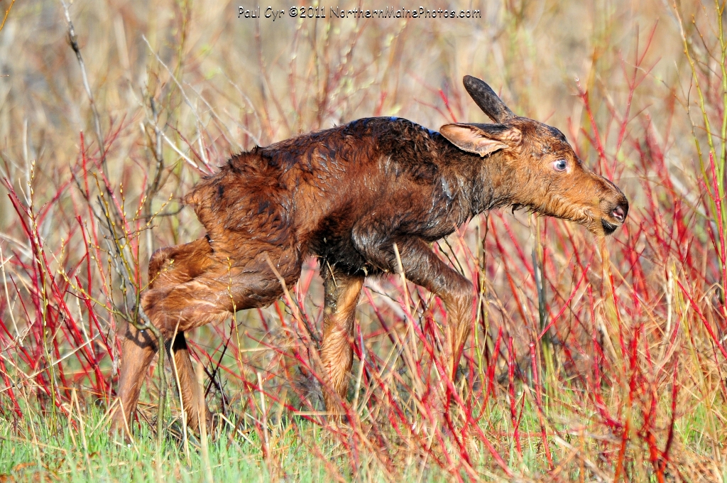 baby moose