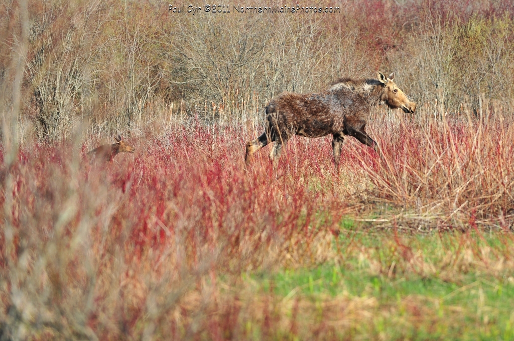 baby moose